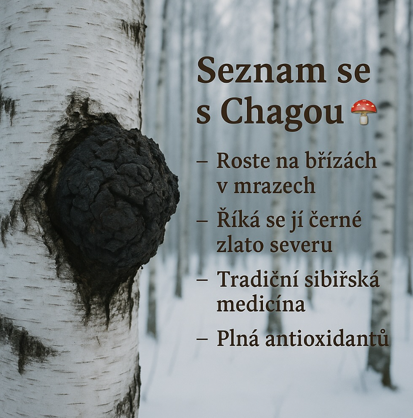 Chaga – černé zlato severu pro imunitu a regeneraci