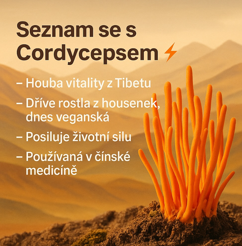 Cordyceps militaris – přírodní síla pro výkon, vitalitu a regeneraci