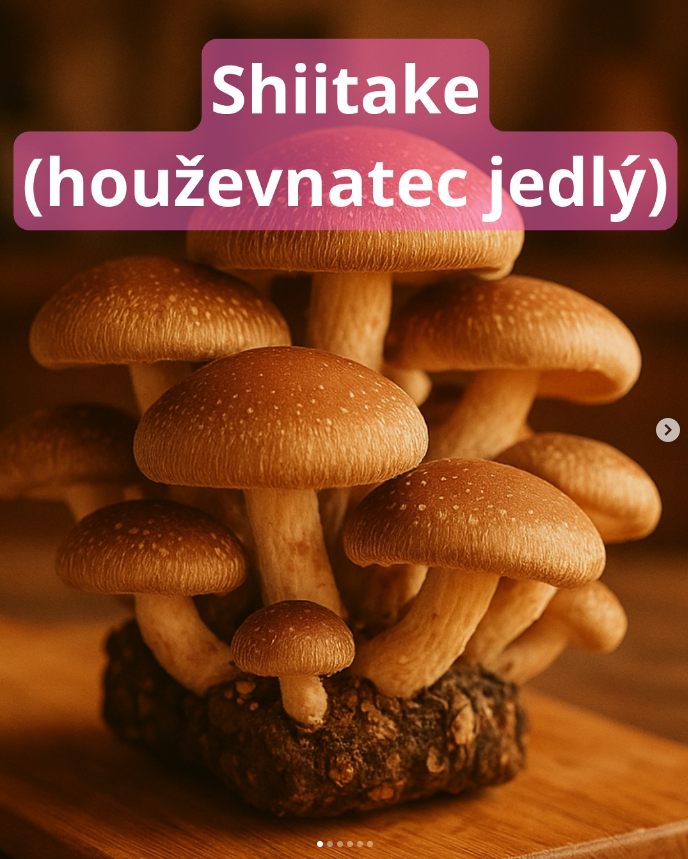 Shiitake – chuť i síla v jedné houbě